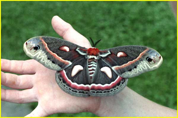 download hornworm moth