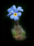 Alpine Forget-Me-Not