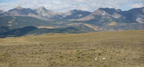 Pronghorns in the Wet Mtns. Valley