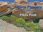 Pikes Peak Flowers
